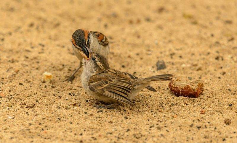 Consegna a domicilio